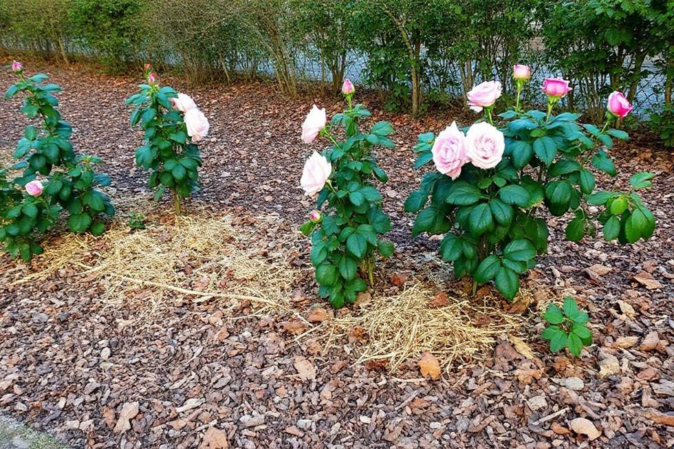 Estratégias de Proteção: Cobertura, Adubação e Rega Adequadas para Manter suas Plantas Saudáveis